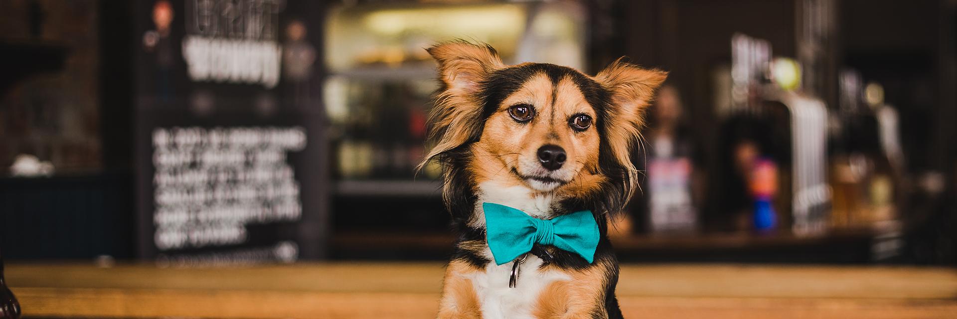 Dog Furiendly banner