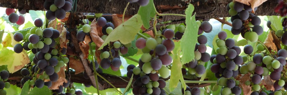 Theresa Leon Moreno banner