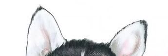 🍑 banner