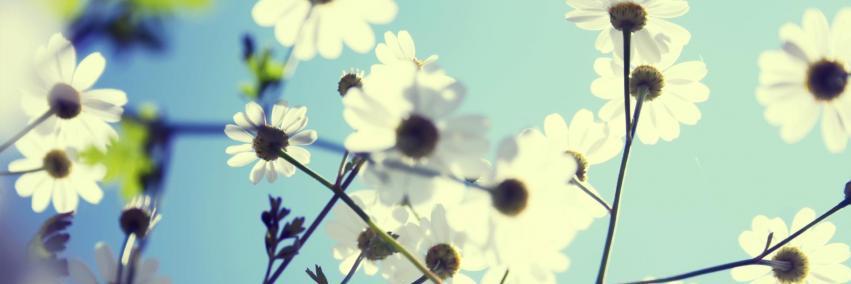 Trisulauss's profile banner image