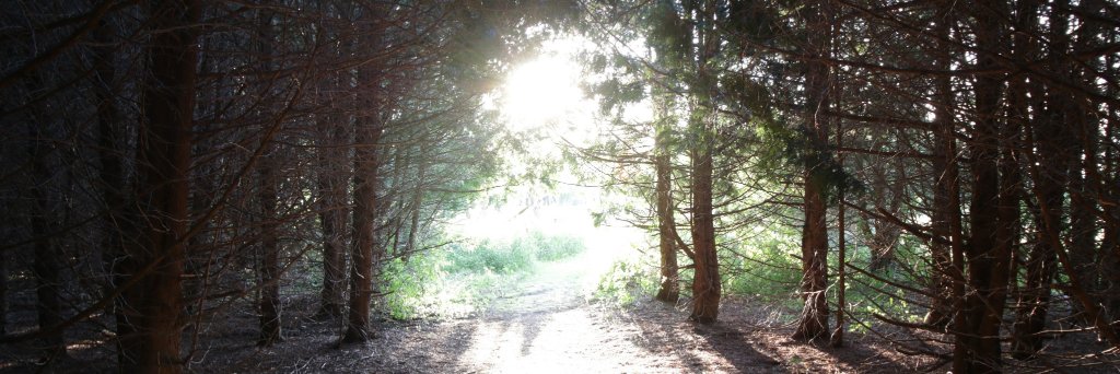 Jack Midnight banner