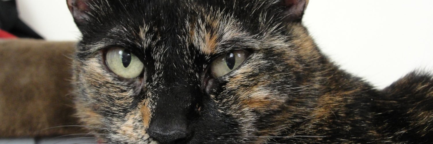poppycede's profile banner image