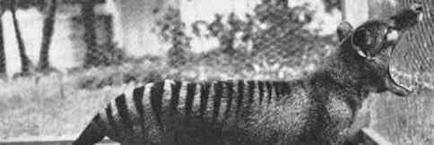 tupamaro banner