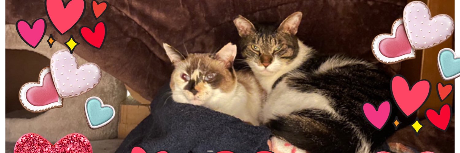 茨城組員えつこ🐱 banner