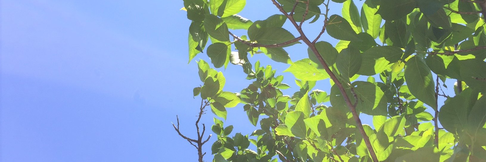 ichirin_'s profile banner image