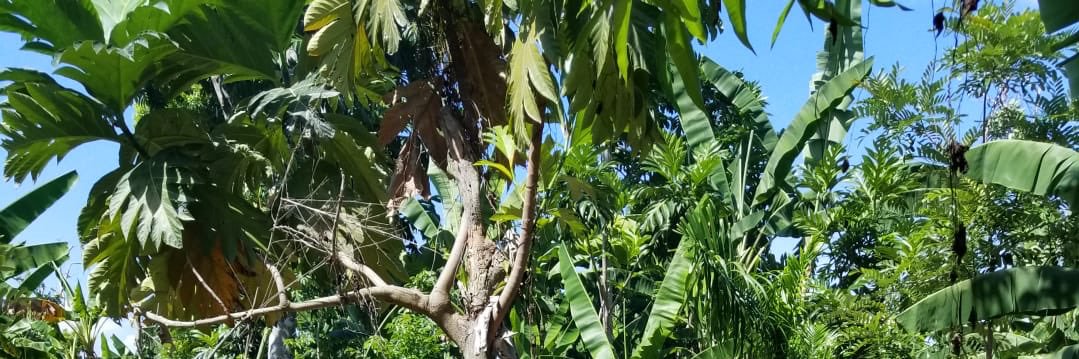 Trees That Feed banner