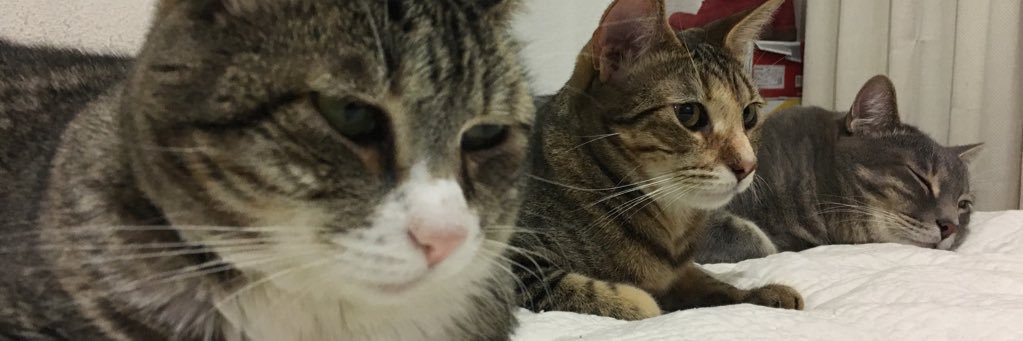 moisesdoshaches's profile banner image