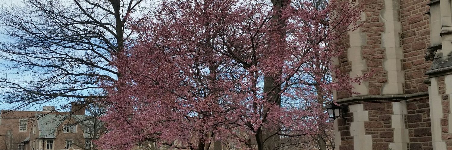 kimselle's profile banner image