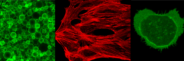 faldalf Profile Banner