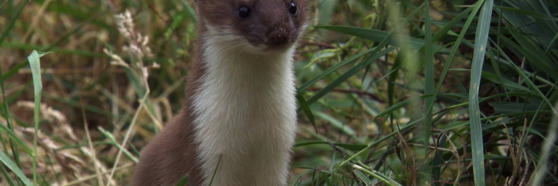 weasel banner