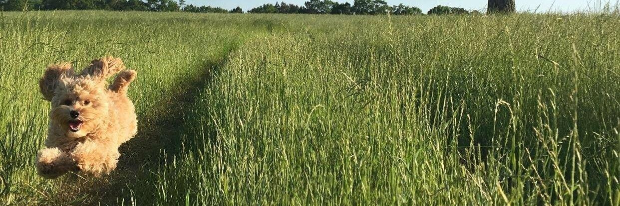 Pablo ochoa jr banner