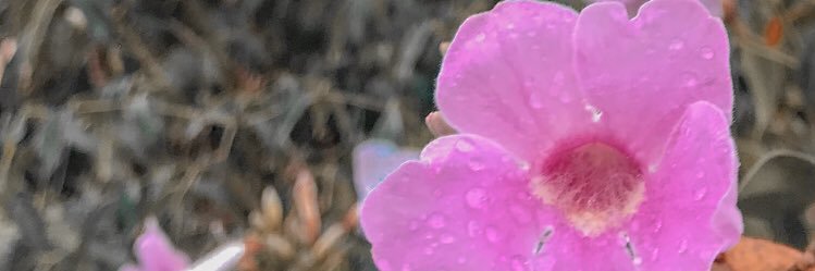 meissmtp's profile banner image