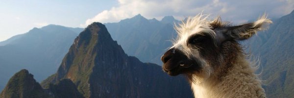 Llama Nodrama Profile Banner