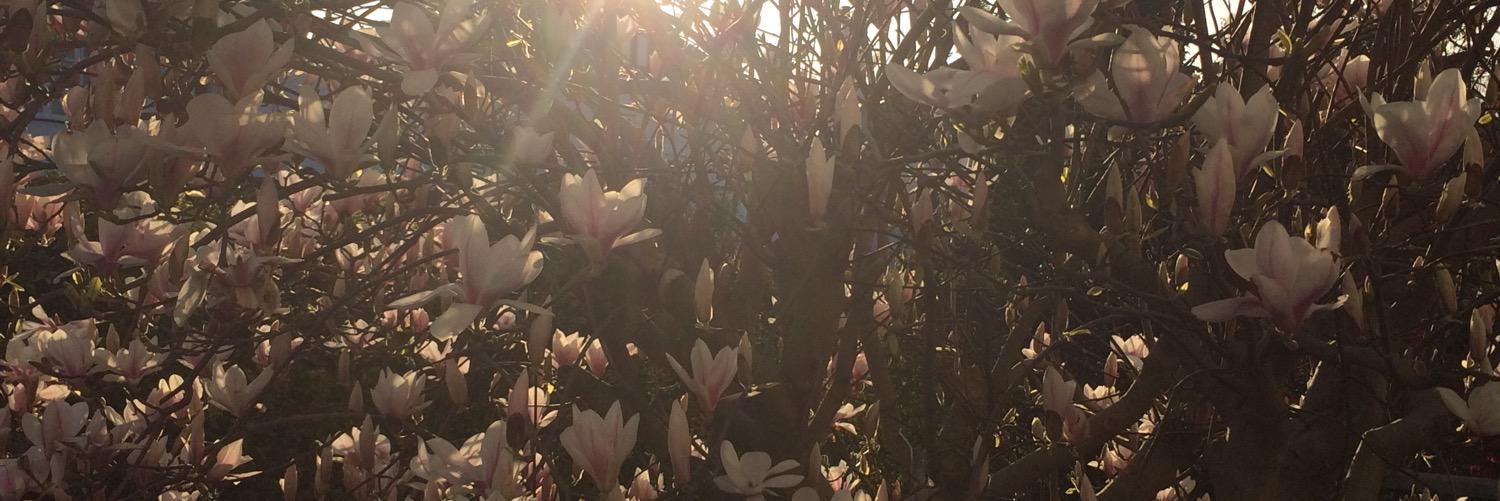 Elizabeth Monaghan (@ElizaMonaghan) / Posts / X