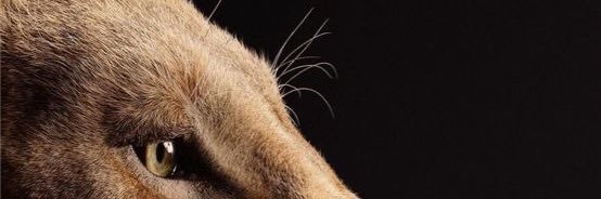 feline0806's profile banner image