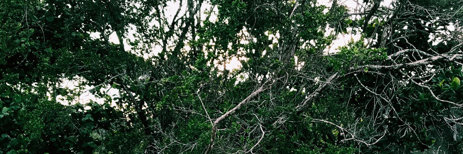 Ginol🦊 banner