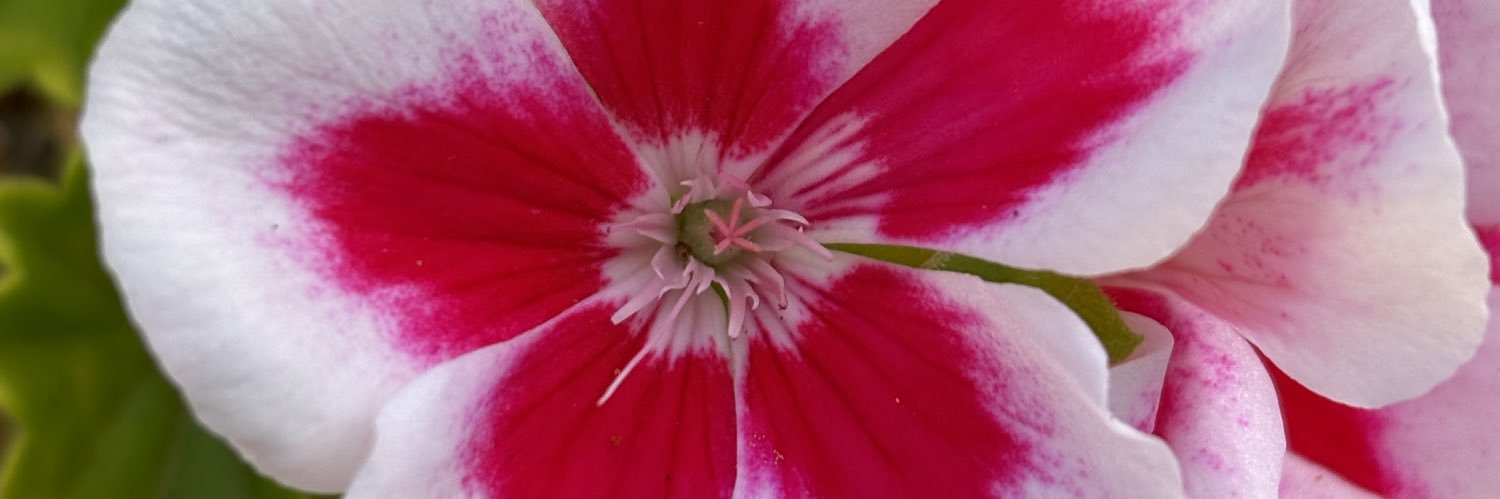 ClaraMorane's profile banner image
