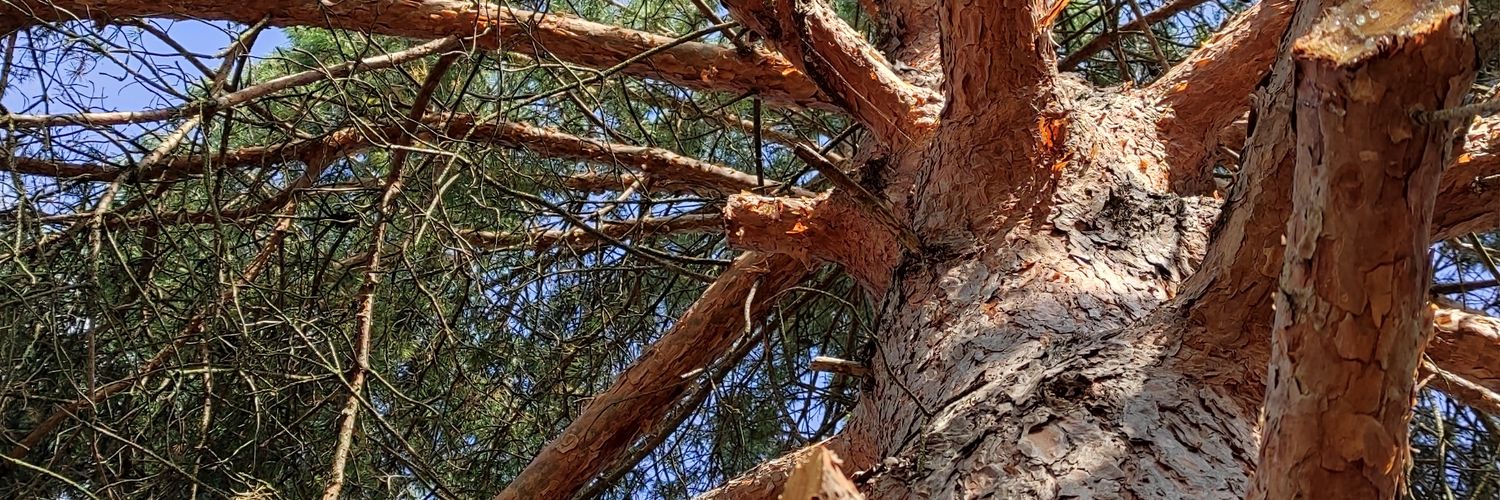 markkacsmarik banner