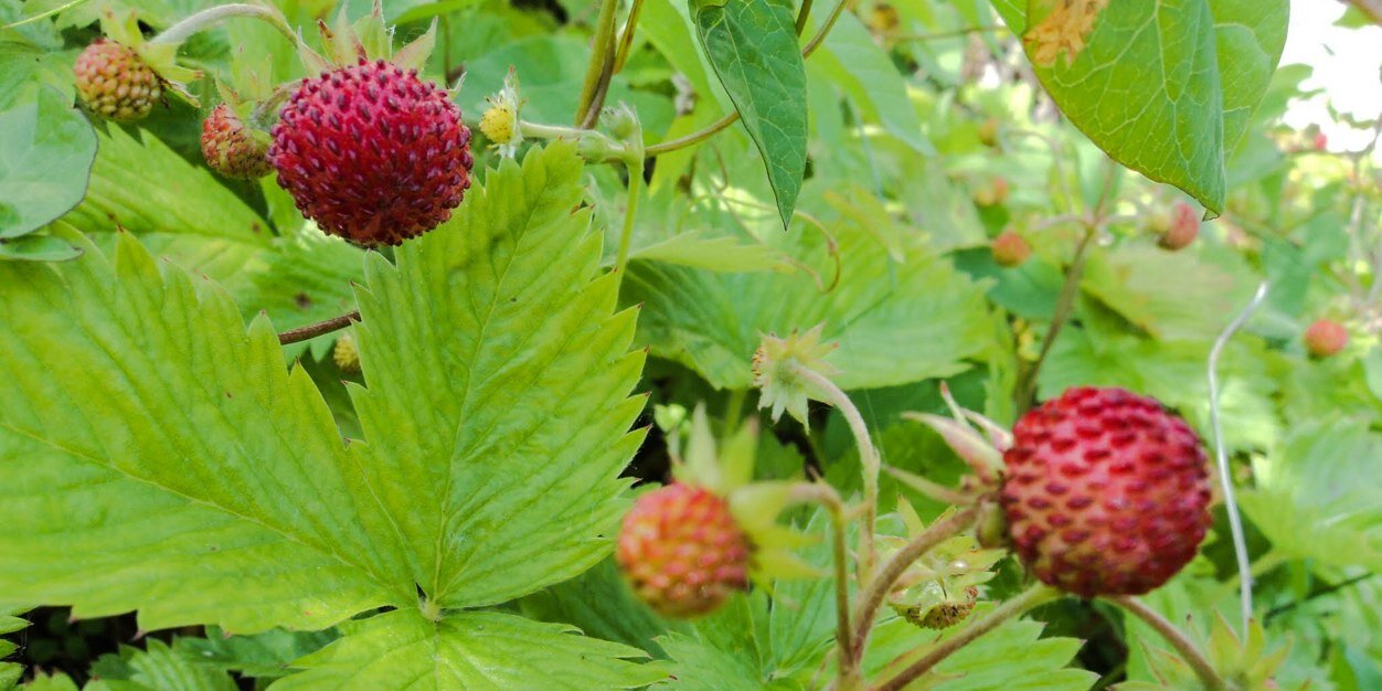 Anna Lucia Montanari  banner