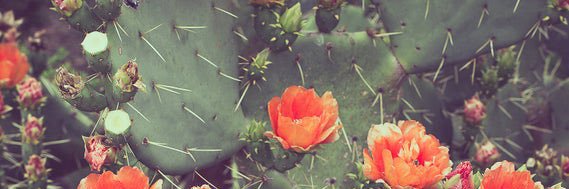 Say_Your_Grace's profile banner image