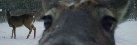 cinnamon girl🧘‍♀️ banner