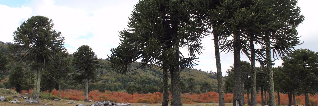 lorebevi's profile banner image