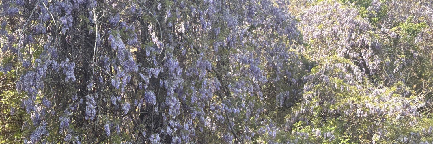 Toomawho? 🌿🌷🌿 banner