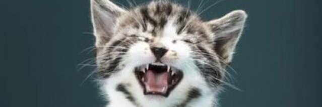 carly trask-kuchta banner