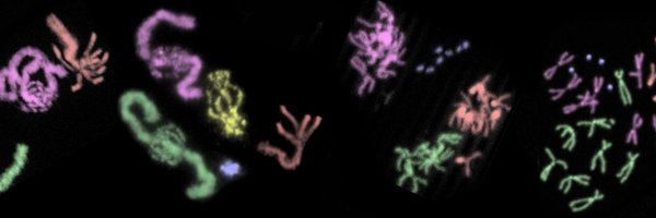 FoxLabDuke Profile Banner