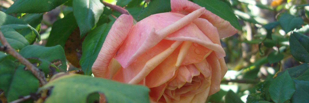 TeaRose2017's profile banner image