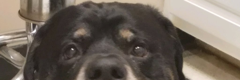 Fred Bear Bulldog™️ banner