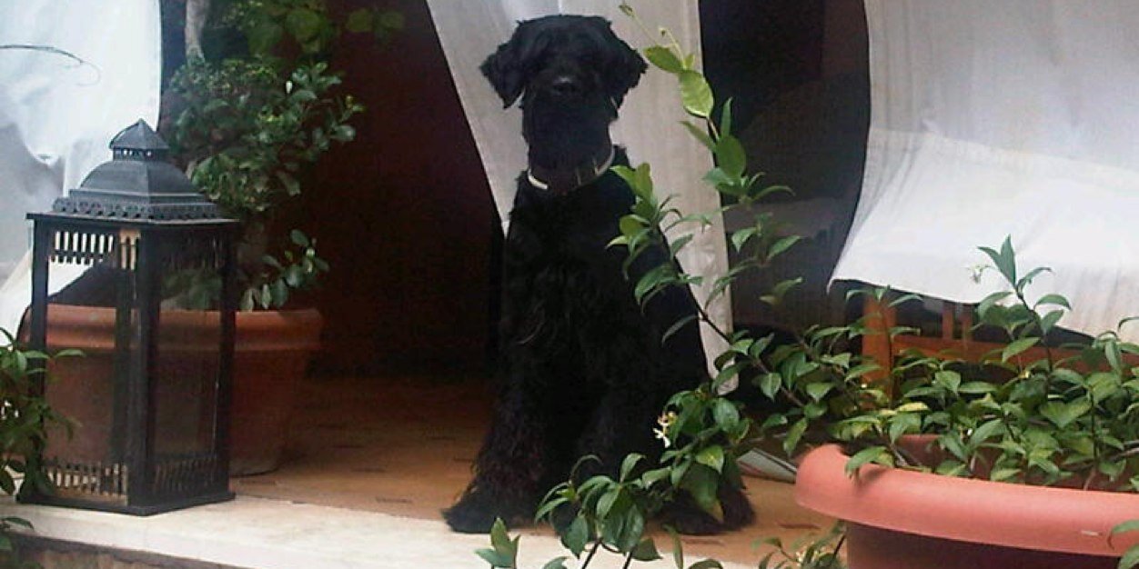 Carlos Goñi/Revólver banner