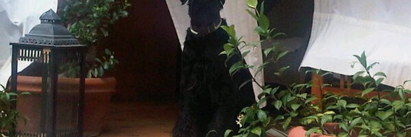 OficialRevolver Profile Banner