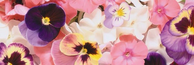 Guadalupe💜 banner