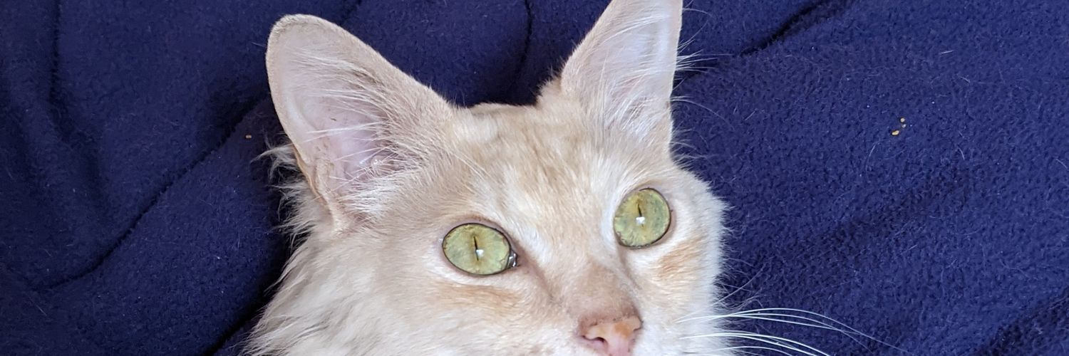 do___raemon's profile banner image