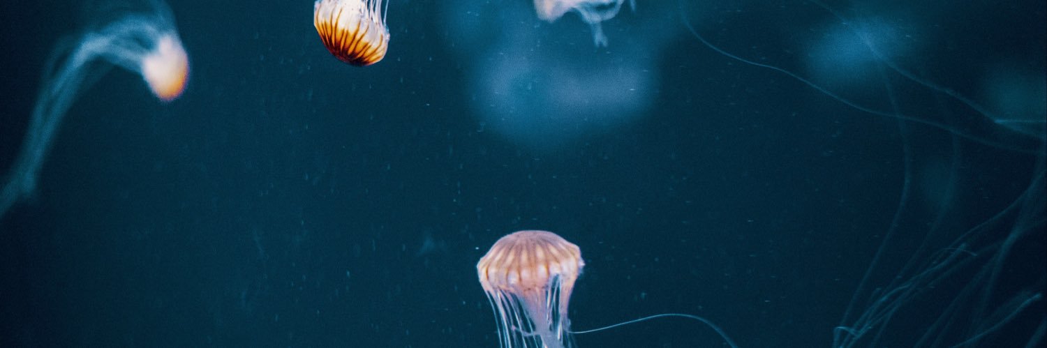 momorex's profile banner image