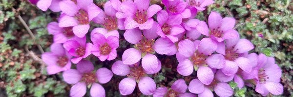 lionhaven Profile Banner