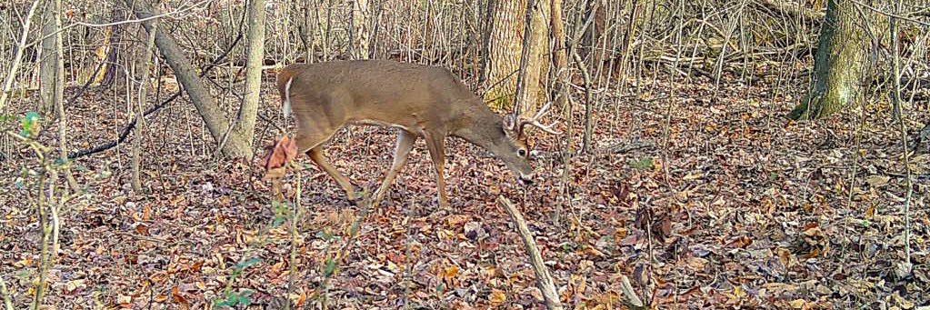 Jessie Matthews banner