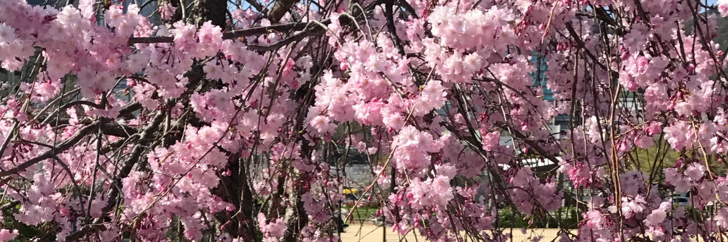 花姫図鑑 banner