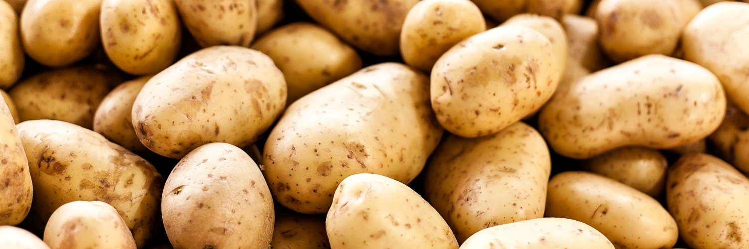 Brotato banner