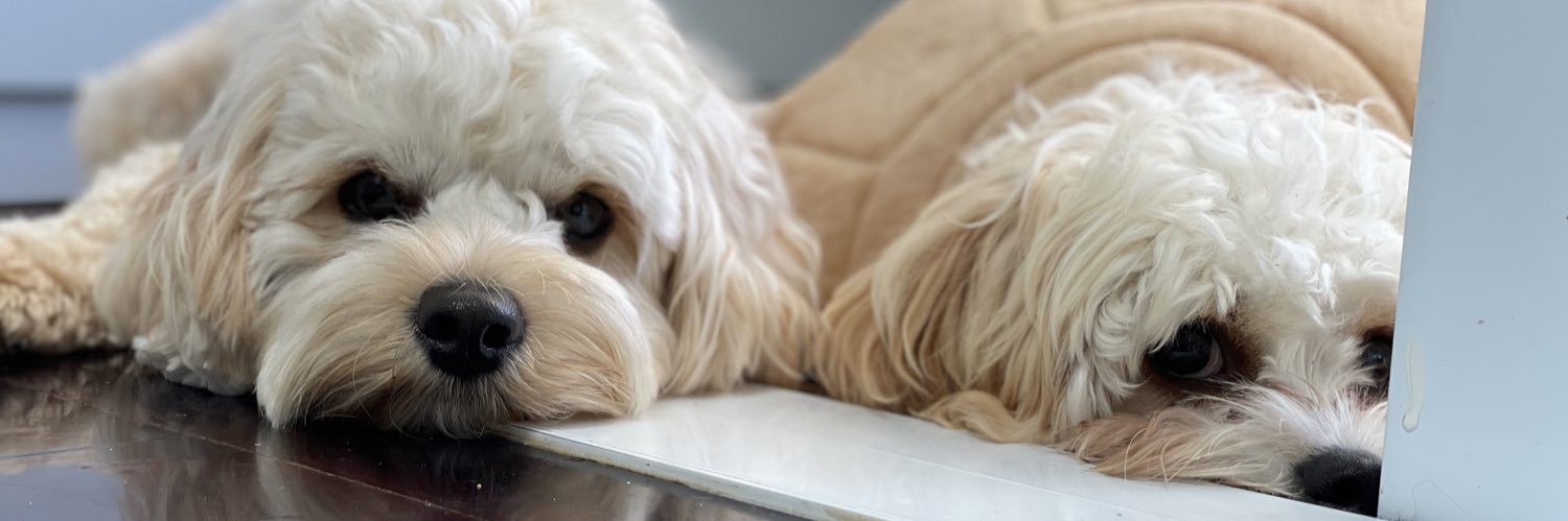 Anna in Aotearoa banner