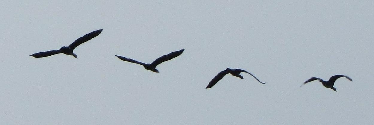 mete kurtoglu banner