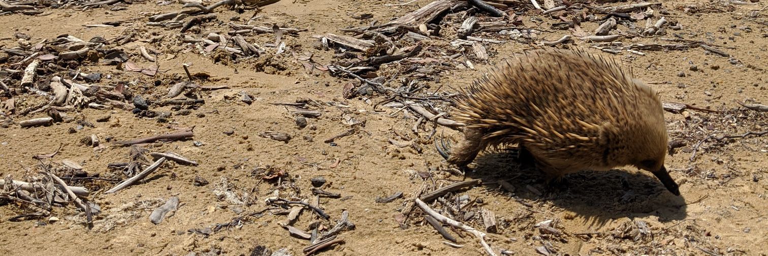 Heather Catchpole banner