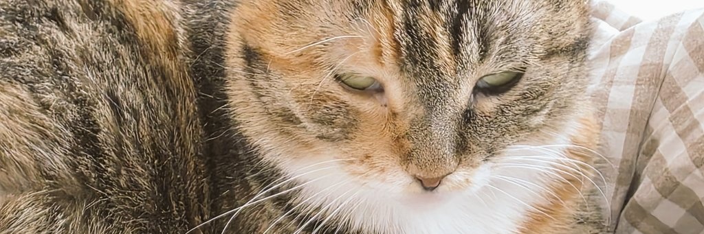 ocsoosoolander's profile banner image