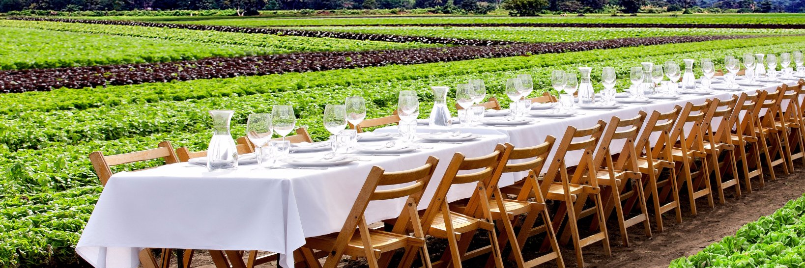 SalanovaLettuce's profile banner image