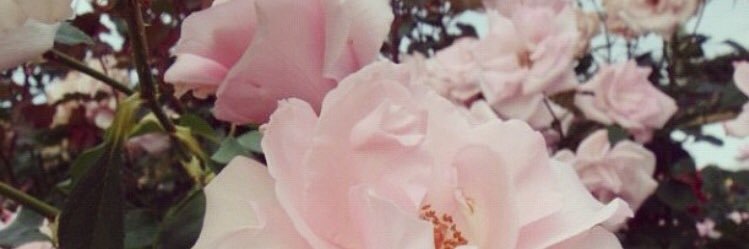 LeaSolatges's profile banner image
