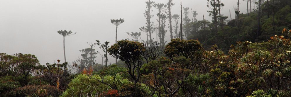 Santiago Trueba banner