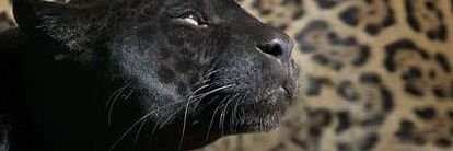 💣 Justice for MJ.. banner