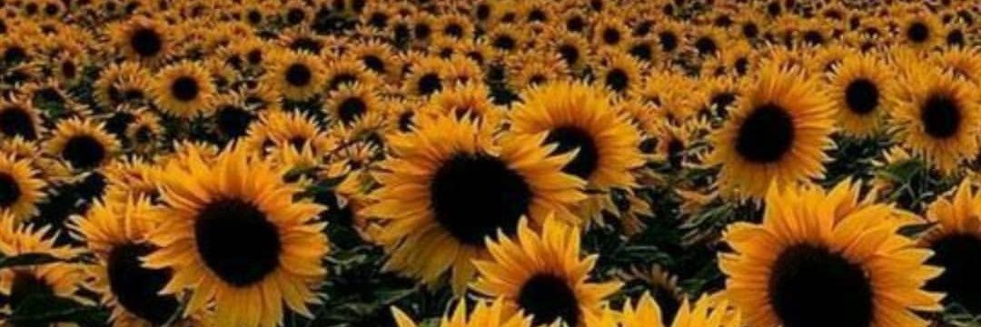hannahsoares_'s profile banner image