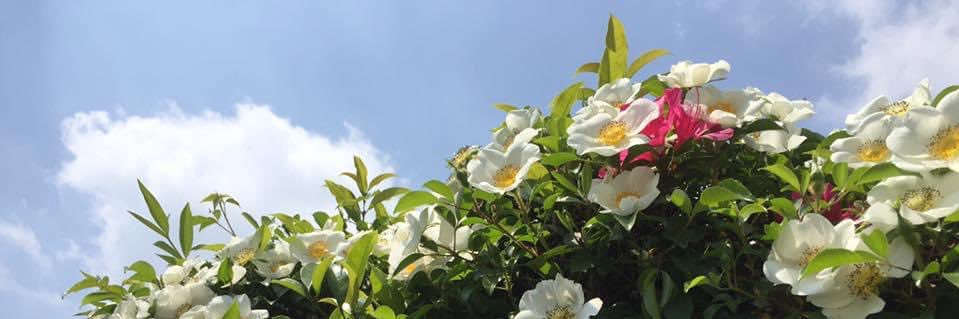 usagi2488's profile banner image